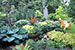 cottage garden