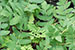 heats and crafts fern