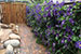 clematis